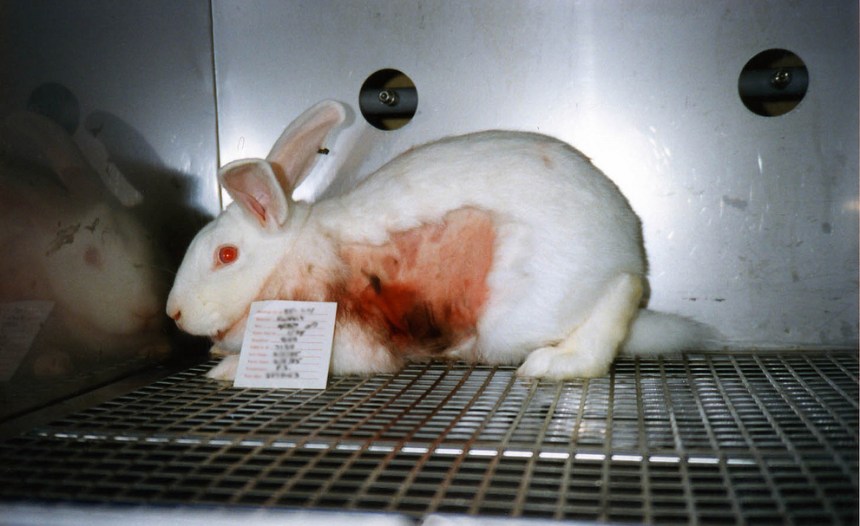rabbit-cage-animal-testing-vivisection-MC.jpg