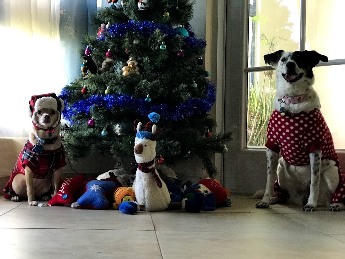 xmas dogs